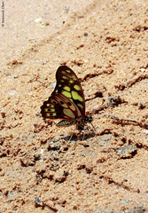 Graphium cyrnus (Papilionidae)