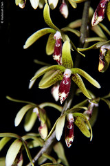Dendrobium munificum (Orchidaceae)
