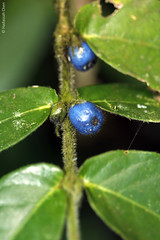 Lasianthus sp. from Thailand (Rubiaceae)