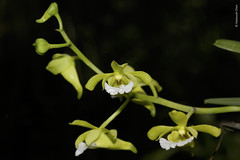 Christensonia vietnamica (Orchidaceae)