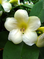 Fagraea ceilanica (Gentianaceae)