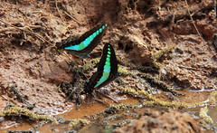 Graphium sarpedon (Papilionidae)