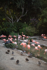 2020-09-20 San Diego Zoo. San Diego, CA.