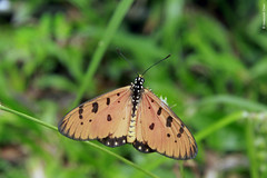 Acraea terpsicore (Nymphalidae)