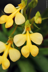Habenaria rhodocheila (Orchidaceae)