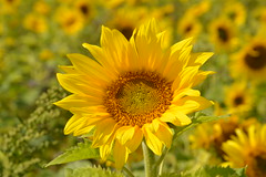 Sunflower fields in Shropshire