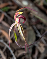 Native Orchids, Central Tablelands