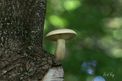 Champignons / Mushrooms