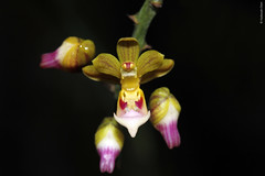 Cleisostoma simondii (Orchidaceae)