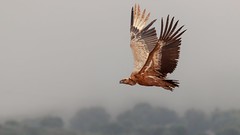 Geier -  Vultures