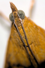 20200925 Moth and dragonfly macro