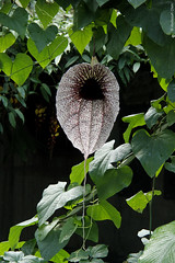 Aristolochia grandiflora (Aristolochiaceae)