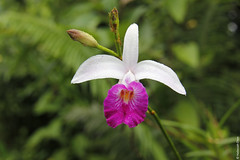 Arundina graminifolia (Orchidaceae)