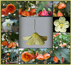Flora Collages