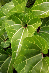 Aristolochia leuconeura (Aristolochiaceae)