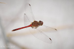 Dragonflies in Flight