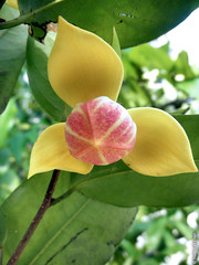 Mitrephora keithii (Annonaceae)