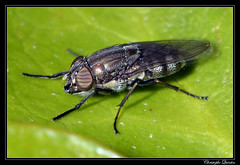 Diptera/Rhiniidae