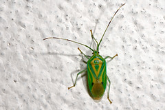 Hemiptera, Thailand