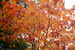 Autumn foliage in Breakheart Reservation