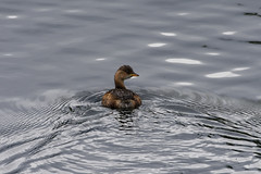 grèbe castagneux / little grebe