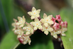 Hoya tjadasmalangensis (Apocynaceae)