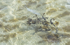 Seaweed, Algue/ Seetang/Phycologia
