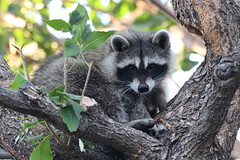 Backyard Raccoon 9/5/2020