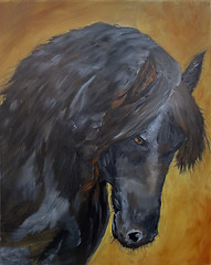 Yorik, a Friesian Stallion