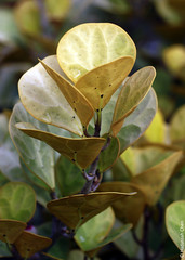 Ficus deltoidea (Moraceae)