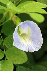 Clitoria ternatea (Fabaceae)