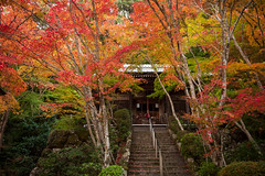 (Kyoto) Oharano Shōji-ji 勝持寺