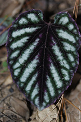 Cissus discolour (Vitaceae)
