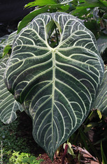 Anthurium regale (Araceae)
