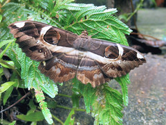 Erebus ephesperis (Erebidae)