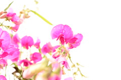 Fleurs / Flowers