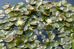 Lotus Flowers and Lily Pads