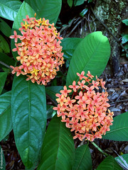 Ixora congesta (Rubiaceae)