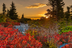 Dolly Sods/BlackWater Falls Area