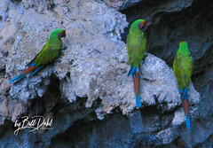Macaws - Sierra Gorda Biosphere
