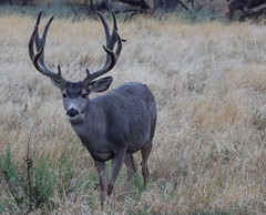 RMANWR Mule Deer 9/8/2020