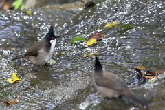 Splashing, Sharing Bath with Fun (Red-Whiskered Bulbul and Chinese Bulbul)
