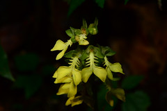 Formosan Wild Orchids
