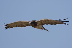 Circaète Jean-le-Blanc - Short-toed Snake Eagle (Circaetus gallicus)