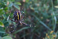 L'araignée tisse sa toile, encore et encore... The spider weaves its web, again and again #FujiX-S1 #Gimp #DigiKam