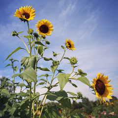 Sunflowers - zonnebloemen - tournesols