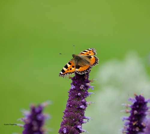Small Tortoiseshell Butterfly - Last of the Summer ?