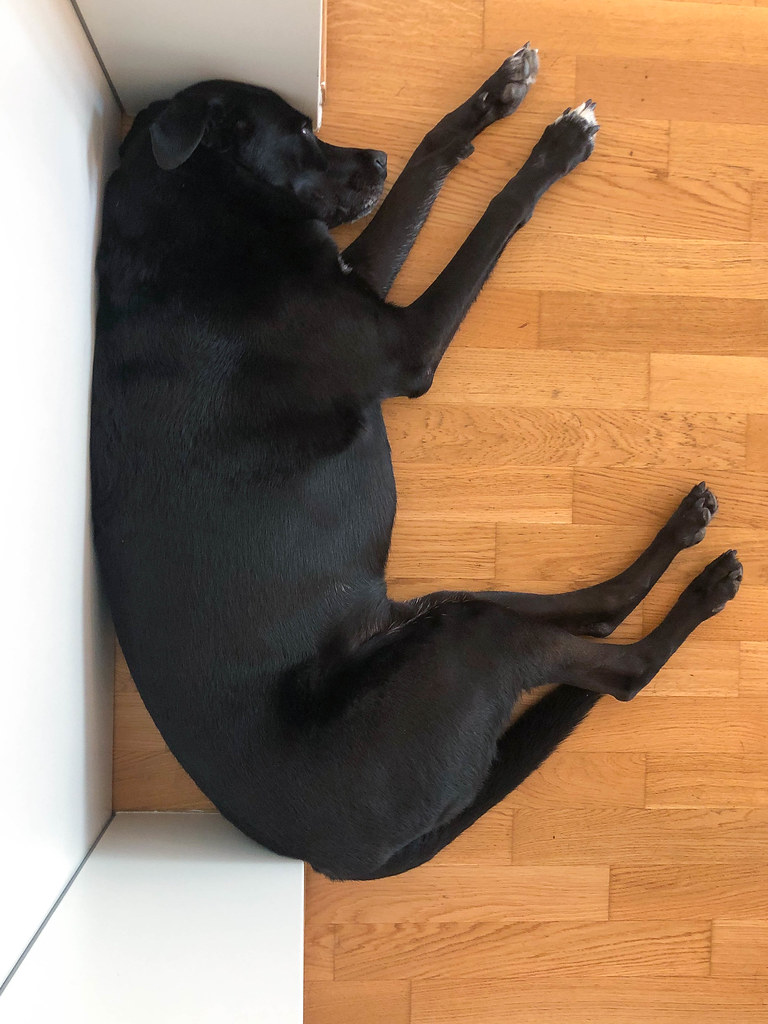 Fibonacci dog: black dog sleeps in a position corresponding to the golden spiral