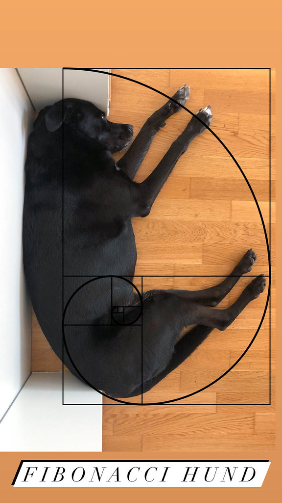 Fibonacci Hund: schwarzer Hund schläft in so einer Position, die der goldenen Spirale entspricht