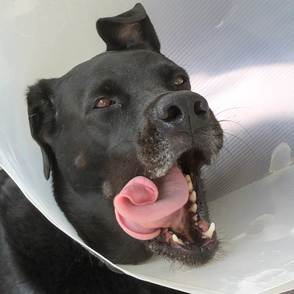 Nahaufnahme: schwarzer Hund mit Halskrausen/Leckschutz steckt die Zunge raus
